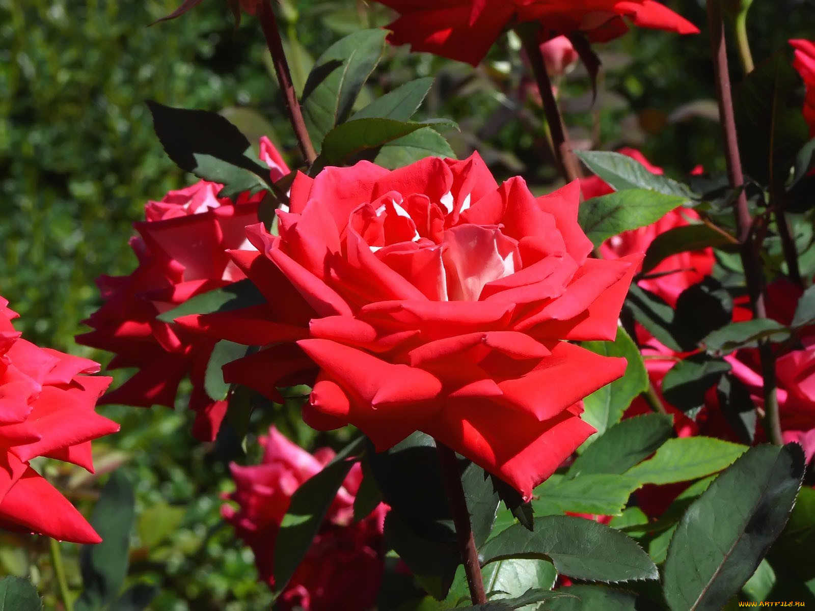 beautiful, fragrant, rose, , 